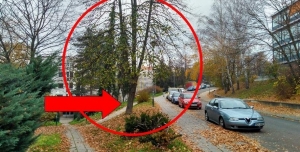 Zachování stromů v oblasti Družstevní ulice ve Zlíně II