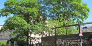 Petice za okamžité zastavení kácení zdravých vzrostlých stromů v centru Prahy