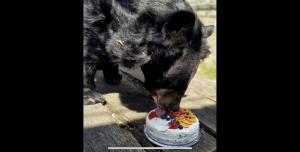 Petice za rozšíření výběhu poslednímu medvědovi Jirkovi na Konopišti