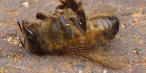Zachraňme včelstva v zahrádkářské kolonii Kraví Hora 2 v Brně