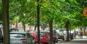 Petice za záchranu stromořadí v Belgické ulici