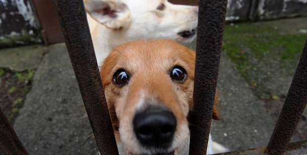 Petice za uzavření psího útulku v Dobranově (Česká Lípa) z důvodu špatných hygienických podmínek